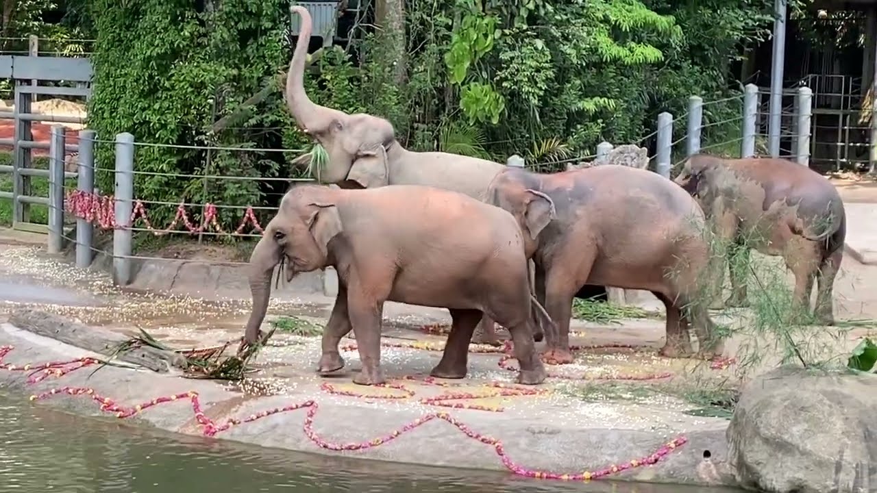 📍Elephants  Show at Singapore Zoo , Singapore