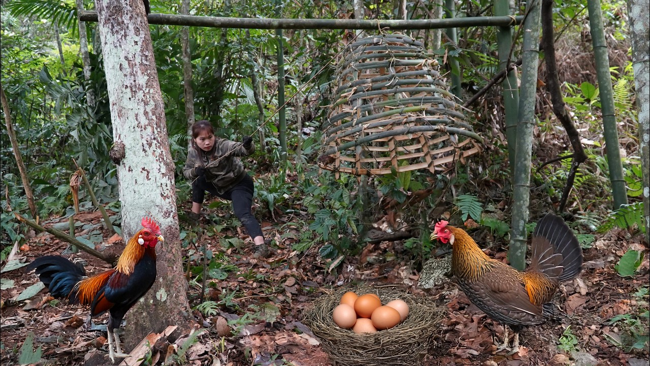 Identifying wild chickens, setting traps, and catching wild chickens. Linh Tân Building