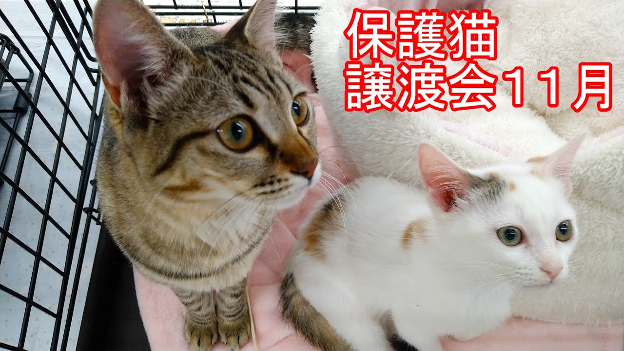 【譲渡会】保護猫譲渡会2025年11月16日【群馬】