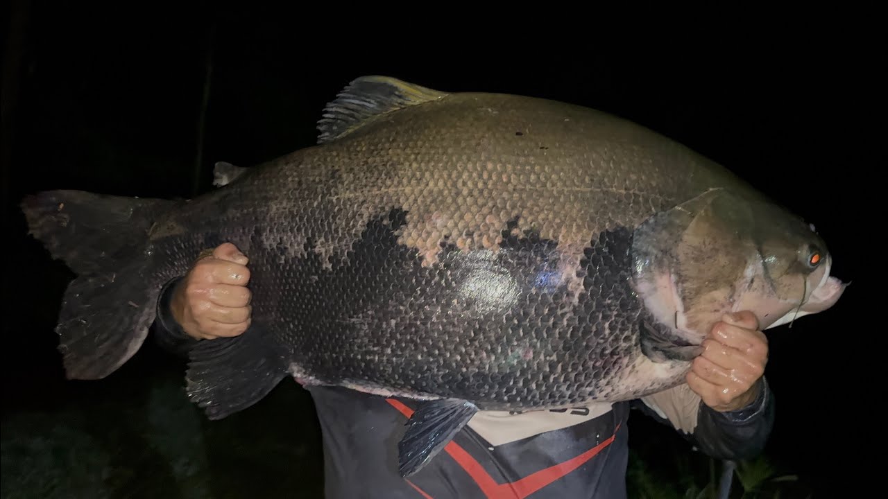 CORREGO DAS ANTAS E SEUS MONSTROS