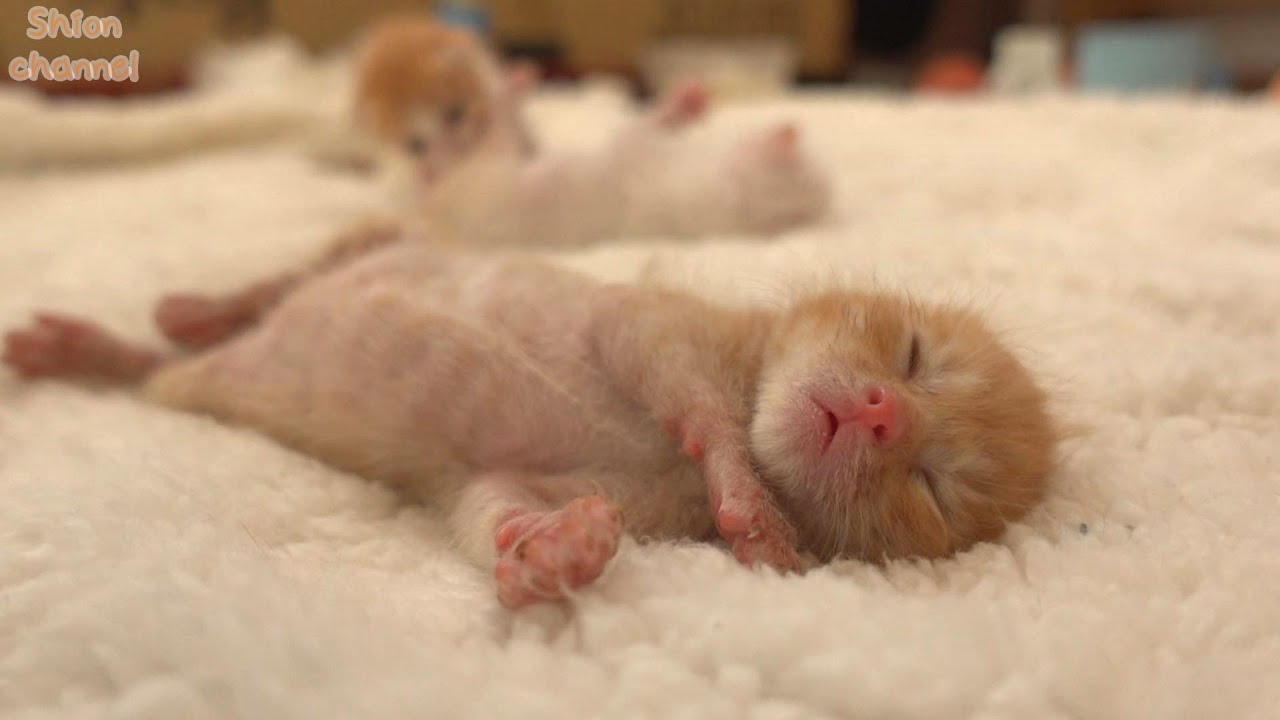 【生後13日】ウン〇の途中で寝落ちしてしまった子猫