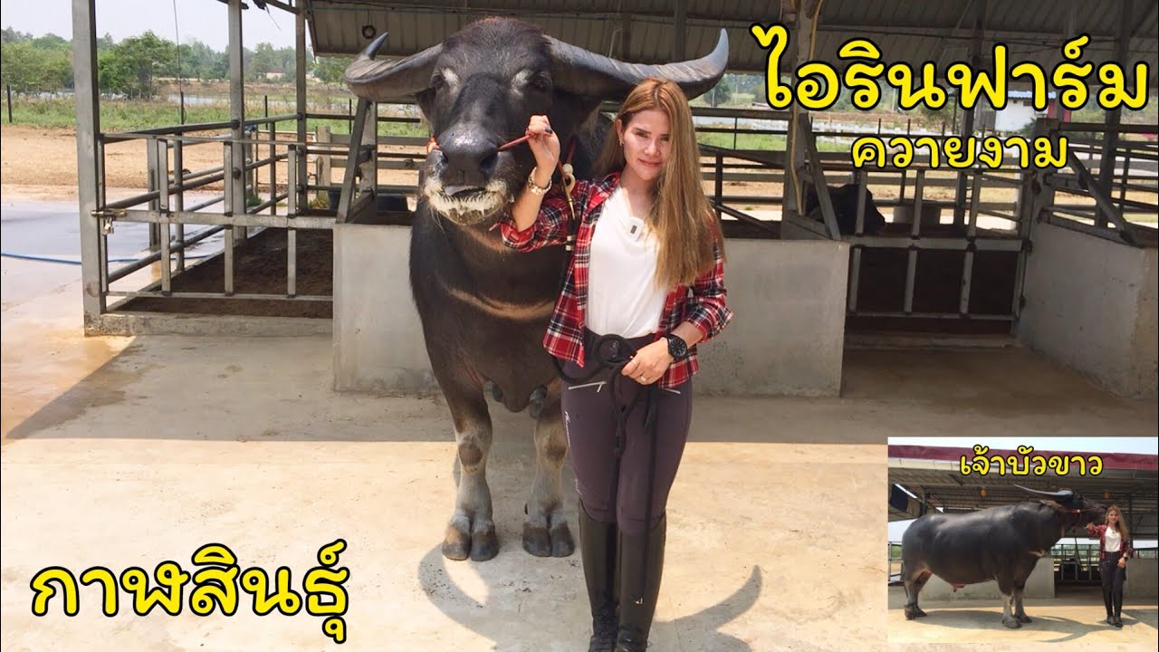 #ไอรินฟาร์มควายงาม ของเสี่ยบอย ‼️จากนักธุรกิจหันมาเลี้ยงควายประสายประกวด
