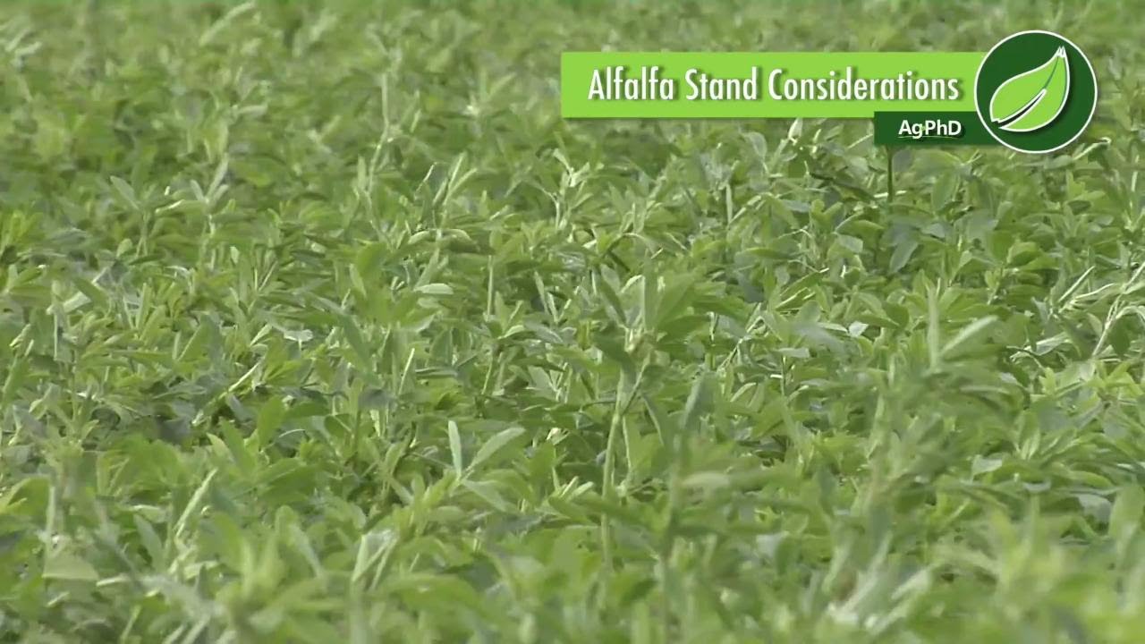 Alfalfa Stand Considerations #1010 (Air Date 8-13-17)