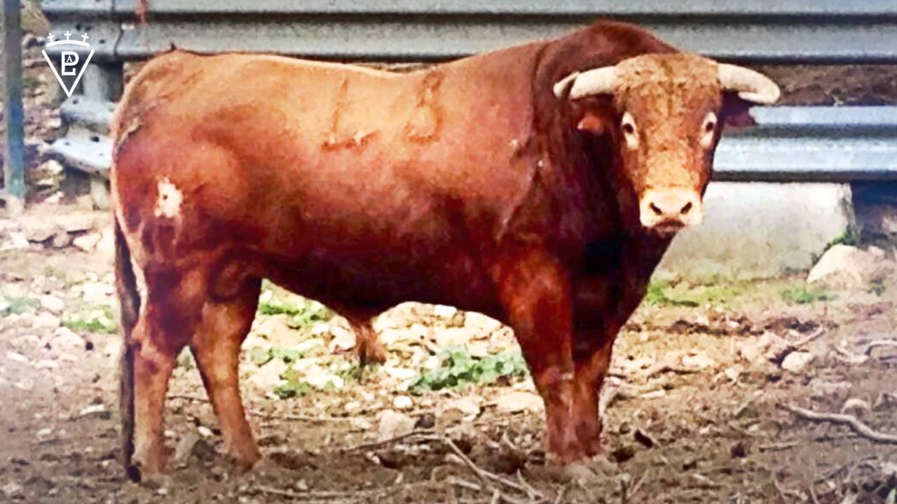 Toropasi&oacute;n - Presentaci&oacute;n feria taurina de Fitero, San Raimundo 2016