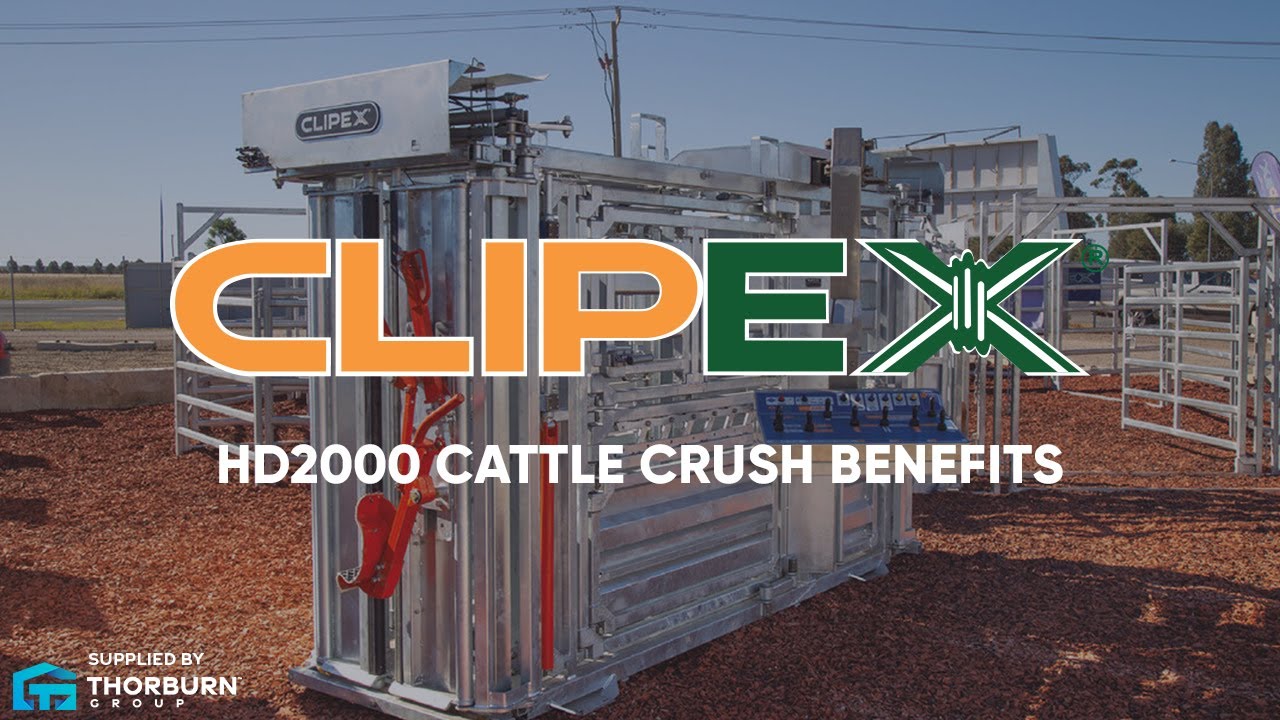 Discover the Clipex HD2000 Cattle Crush | Thorburn Group