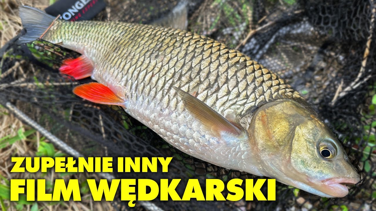 To miejsce DAŁO piękną RYBĘ - WĘDKARSTWO SPŁAWIKOWE 2024