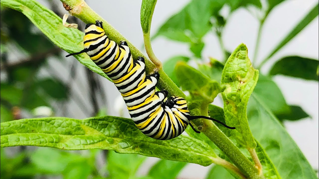 Получите больше гусениц! 🐛 | 5 растений-хозяев для сада бабочек | Основы сада бабочек