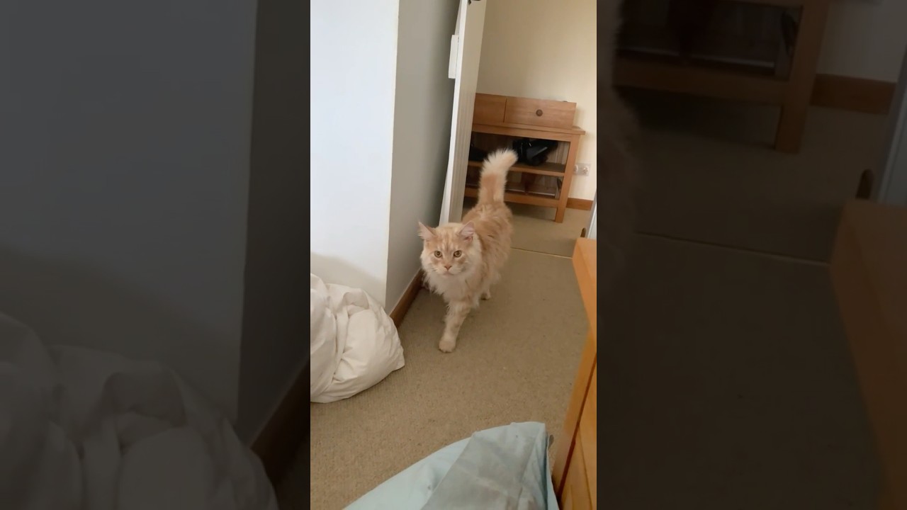 Funny Maine Coon cat meows #cutecat #catlover #meow