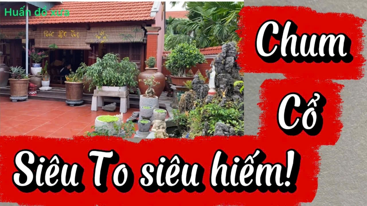 Chum Cổ Siêu To Siêu hiếm.