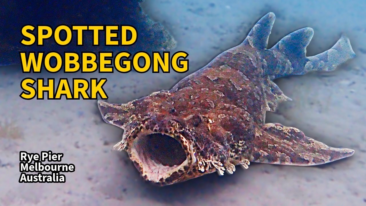 Wobbegong Shark (Rye Pier - Melbourne - Australia) #wobbegong #underwater #4kunderwater