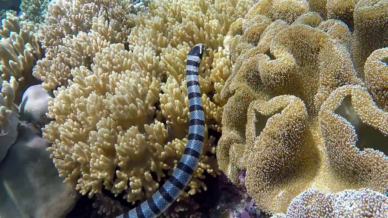 Snorkeling Wakatobi. Pulau Tomia. Sulawesi. Indonesia. Day 1. October 2018