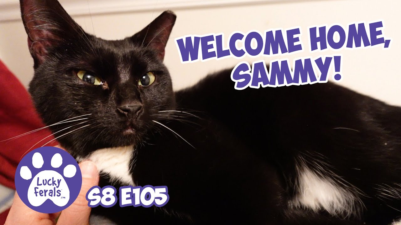 How To Trap A Missing Cat, Welome Home Sammy! - Lucky Ferals S8 E105 Vlog