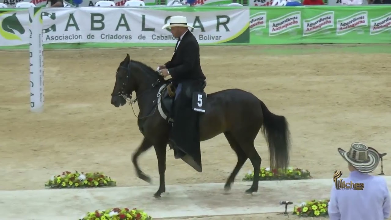 LEYENDA DE LA CONQUISTA, GRAN CAMPEONA PASO FINO COLOMBIANO EXPO ARJONA GRADO B 2026