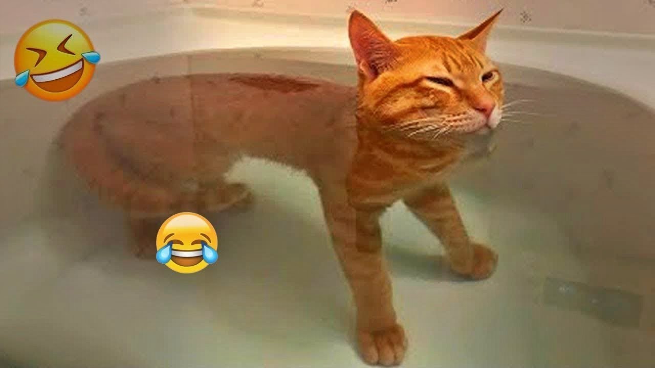 New Funny Cat and Dog Videos 😹🐶 Funniest Animals 🤣 Part 21
