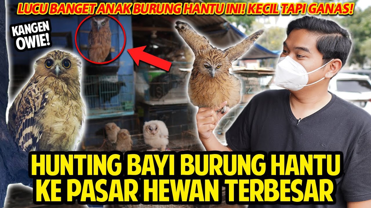 HUNTING BAYI BURUNG HANTU DI PASAR HEWAN TERBESAR BANDUNG! MASIH KECIL TAPI MENGERIKAN! KANGEN OWIE!