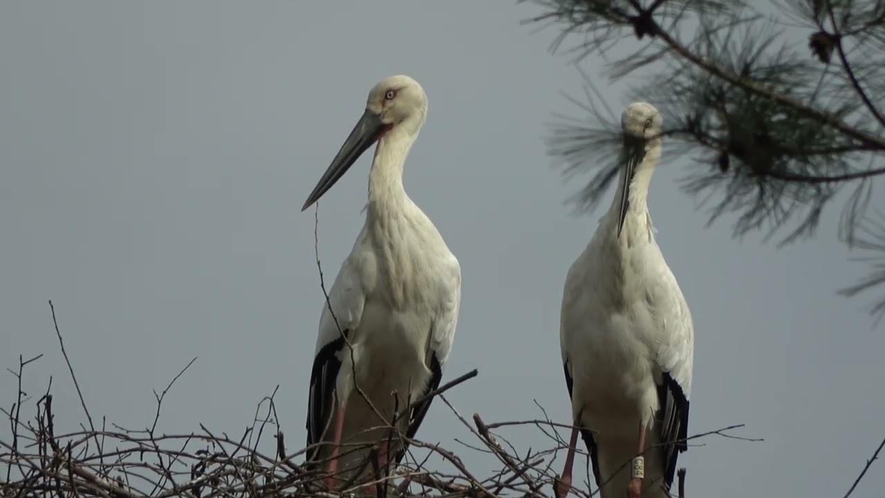 Observing a Wild Stork Couple Settled in the Zoo (2)