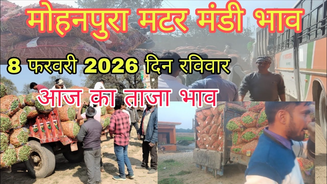 कल के स्तर पर ही टिके दाम?, मोहनपुरा मटर मंडी भाव। 8 फरवरी 2026। Mater rate today। उत्तर प्रदेश
