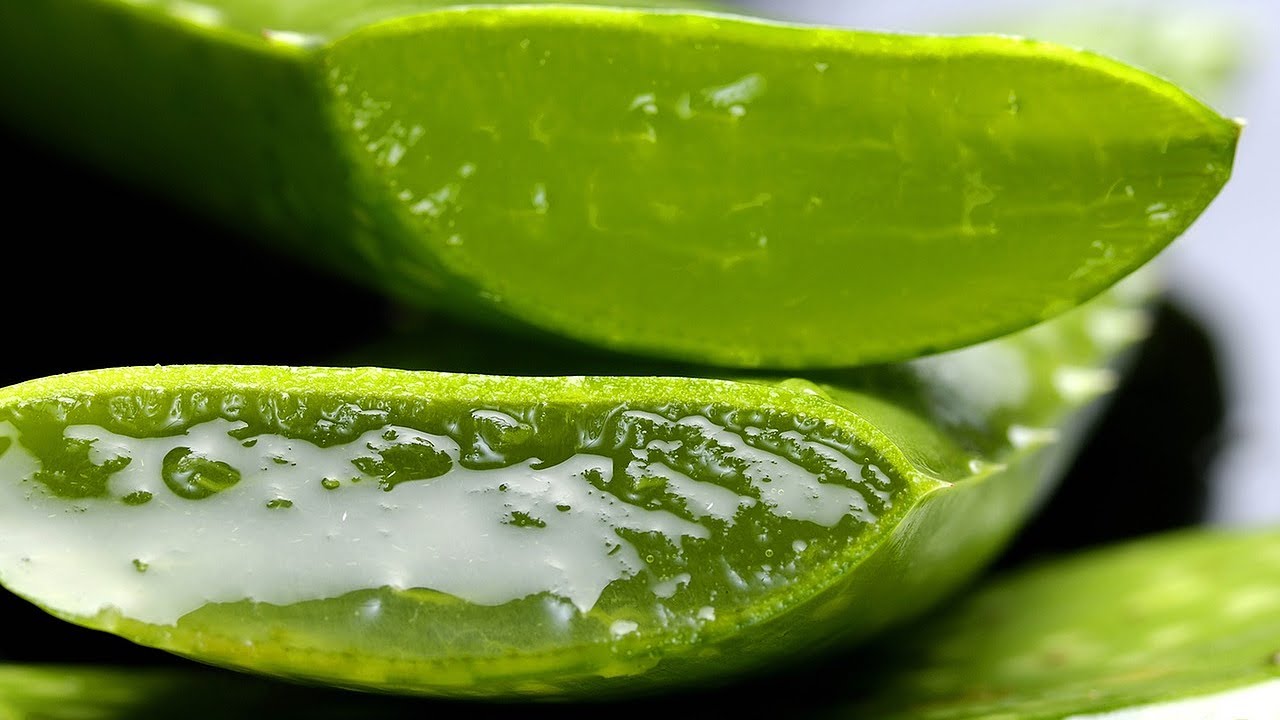 L' aloe vera et ses bienfaits naturels