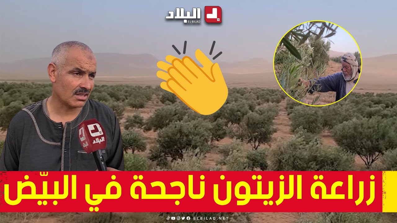 زراعة الزيتون في ولاية #البيّض.. تجربة تثبت نجاحها عامًا بعد آخر 👏😍