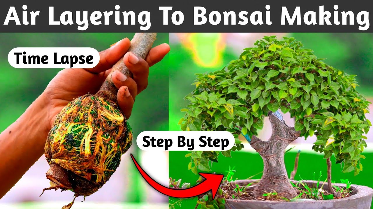 Air Layering To Bonsai Making Process
