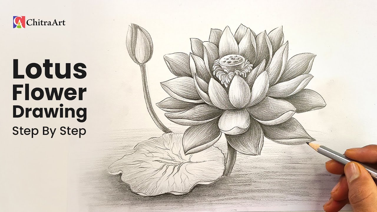 How To Draw Realistic Lotus Flower | Drawing with Pencil Shading Step By Step