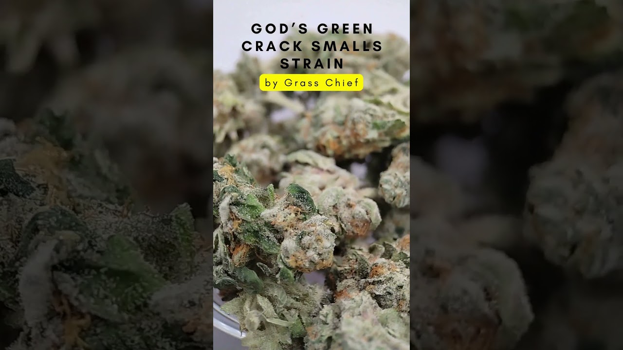 God&rsquo;s Green Crack Smalls Strain by Grass Chief