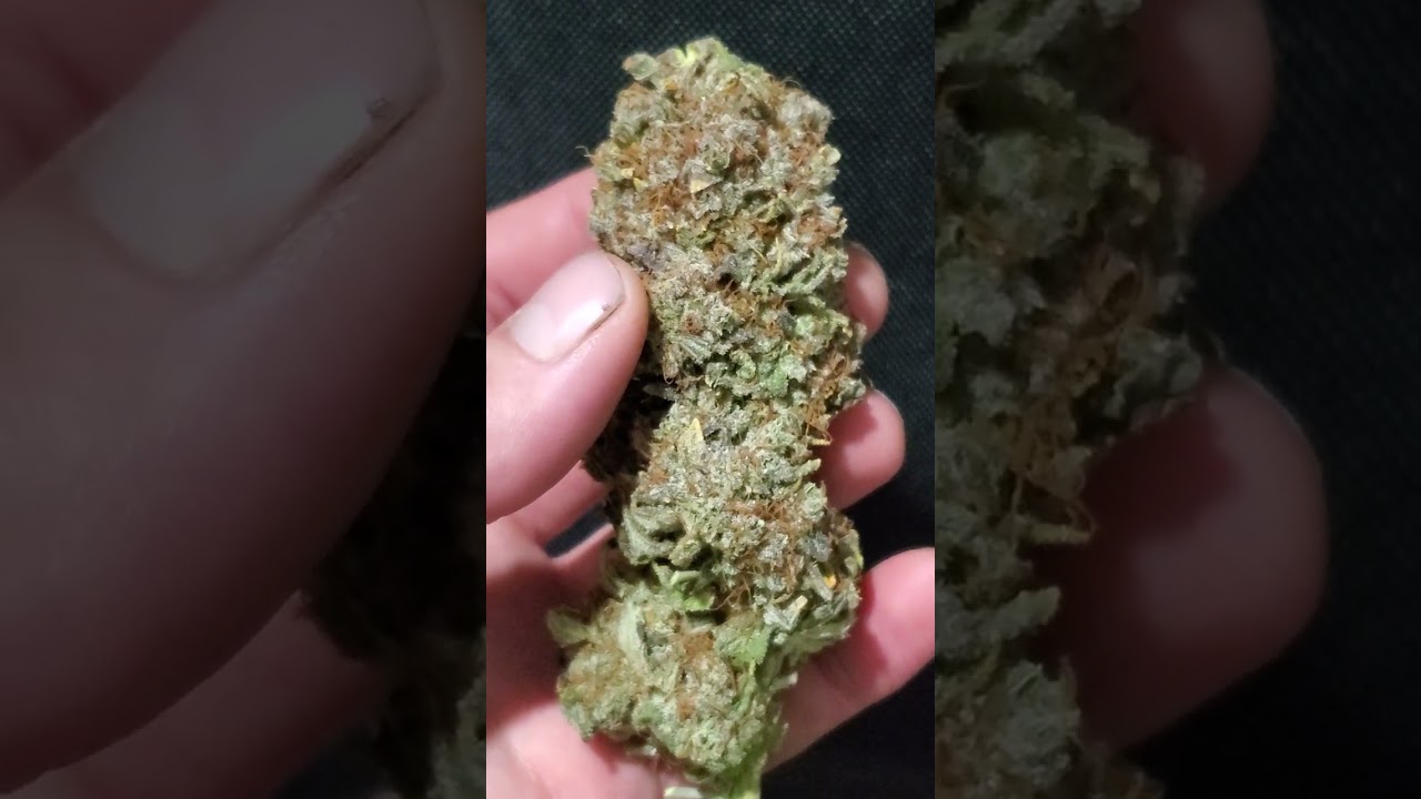 girl scout cookies fastbuds genetic .   #acmpr