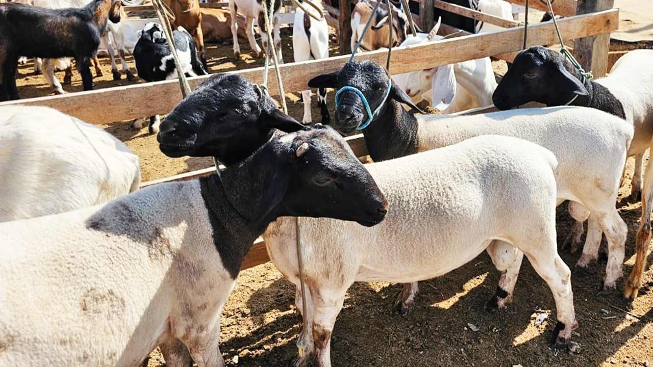 FEIRA DO BODE EM SANTA CRUZ DO CAPIBARIBE-PE  #nordeste
