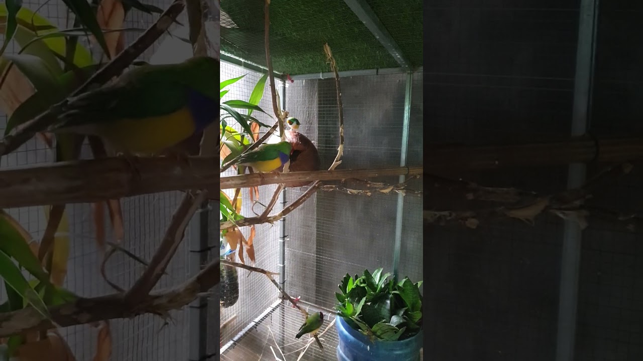 picture in morning, Finch#shorts