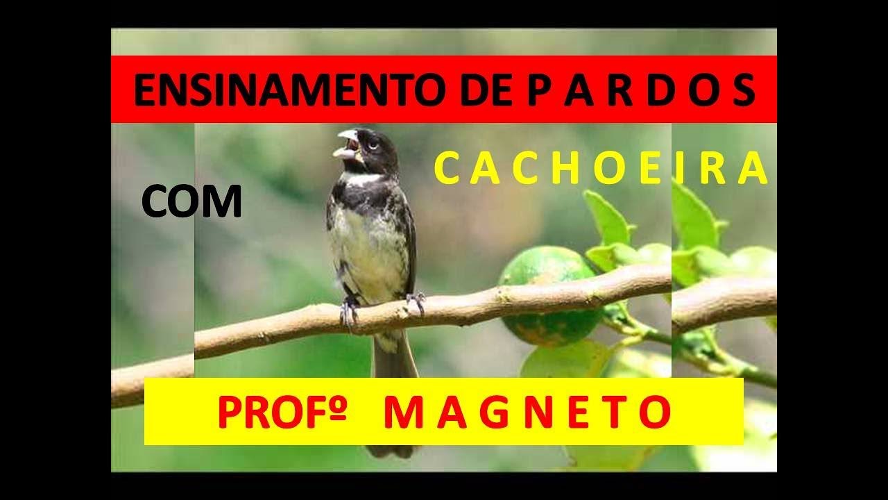 COLEIRO TUI TUI PROFESSOR COM INTERVALO DE CACHOEIRA