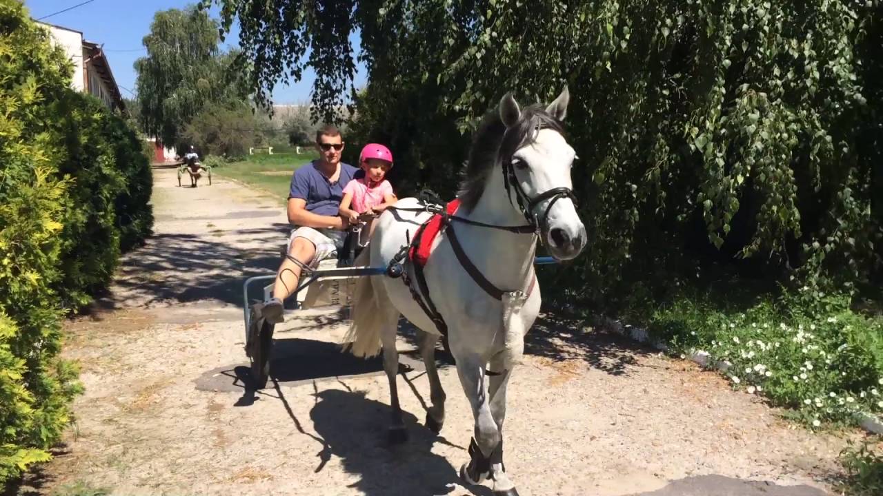 Mini Trotter Training