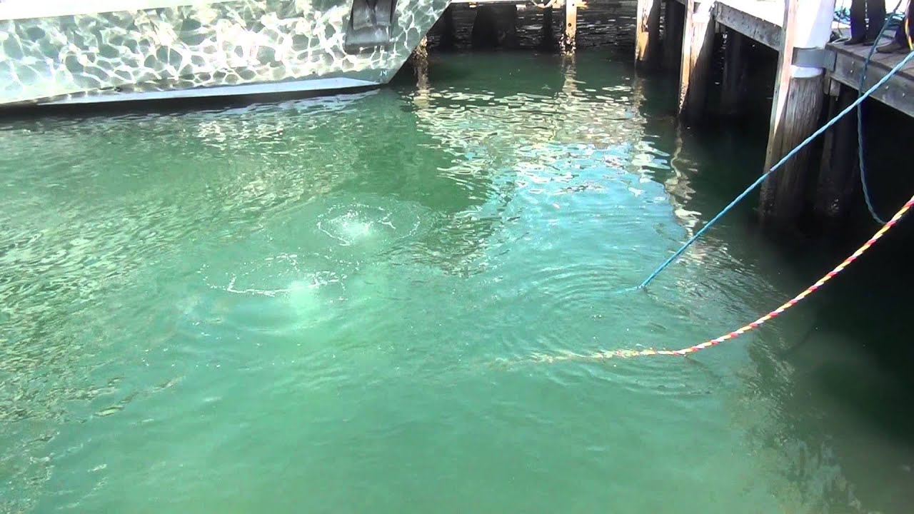 police divers in action at darling harbour