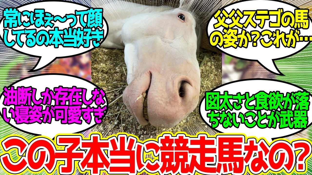 アオラキ ← 神々しい見た目から繰り出される神々しさの欠片もないゆるゆる挙動の数々に対するみんなの反応！【競馬 の反応集】