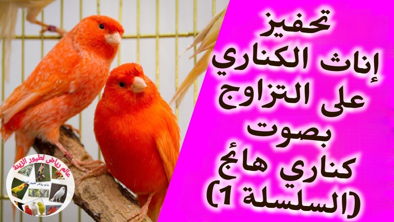 تحفيز إناث الكناري على التزاوج بصوت كناري هائج(السلسلة 1)