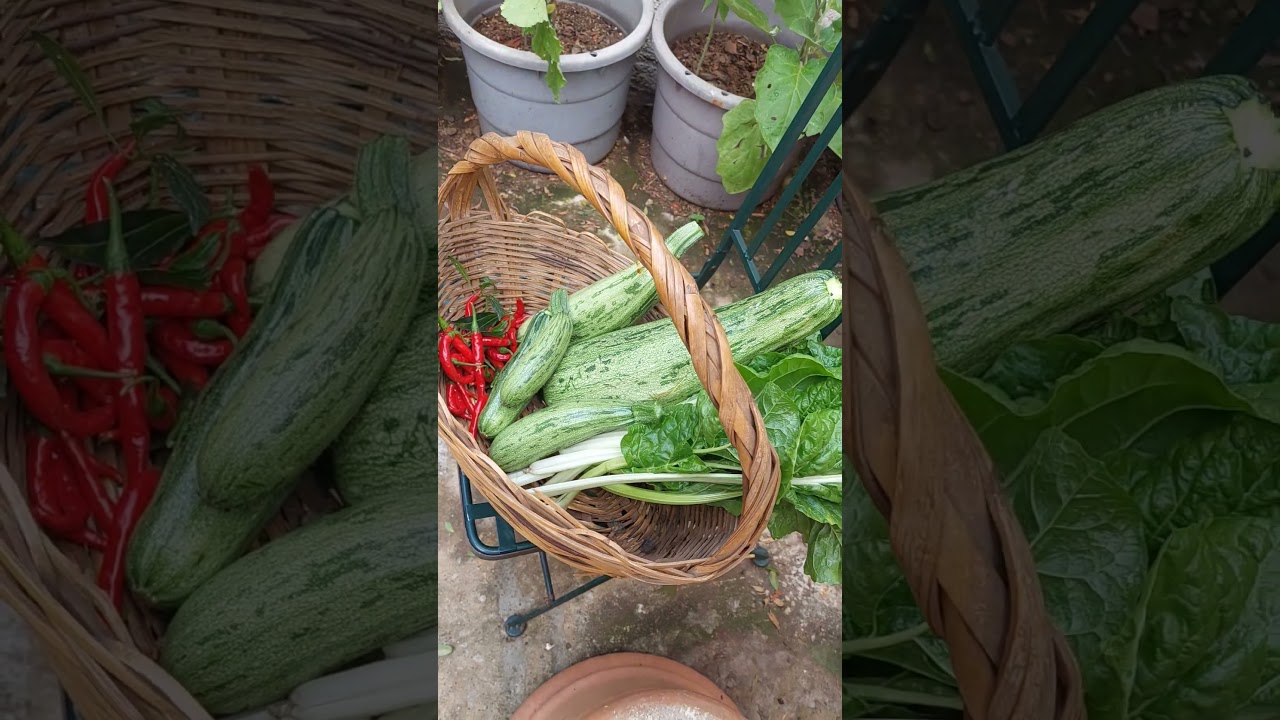 What's in your harvest basket right now?