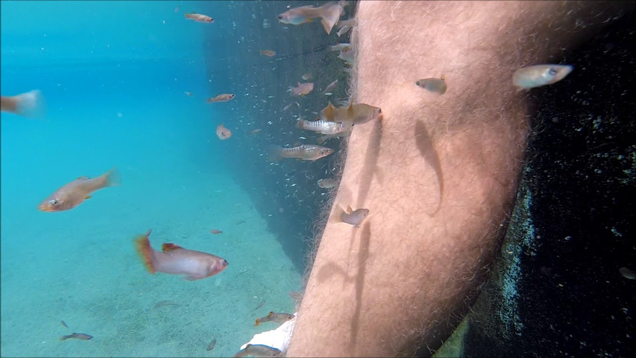 Skin Eating Fish near San Miguel (Moncagua), El Salvador