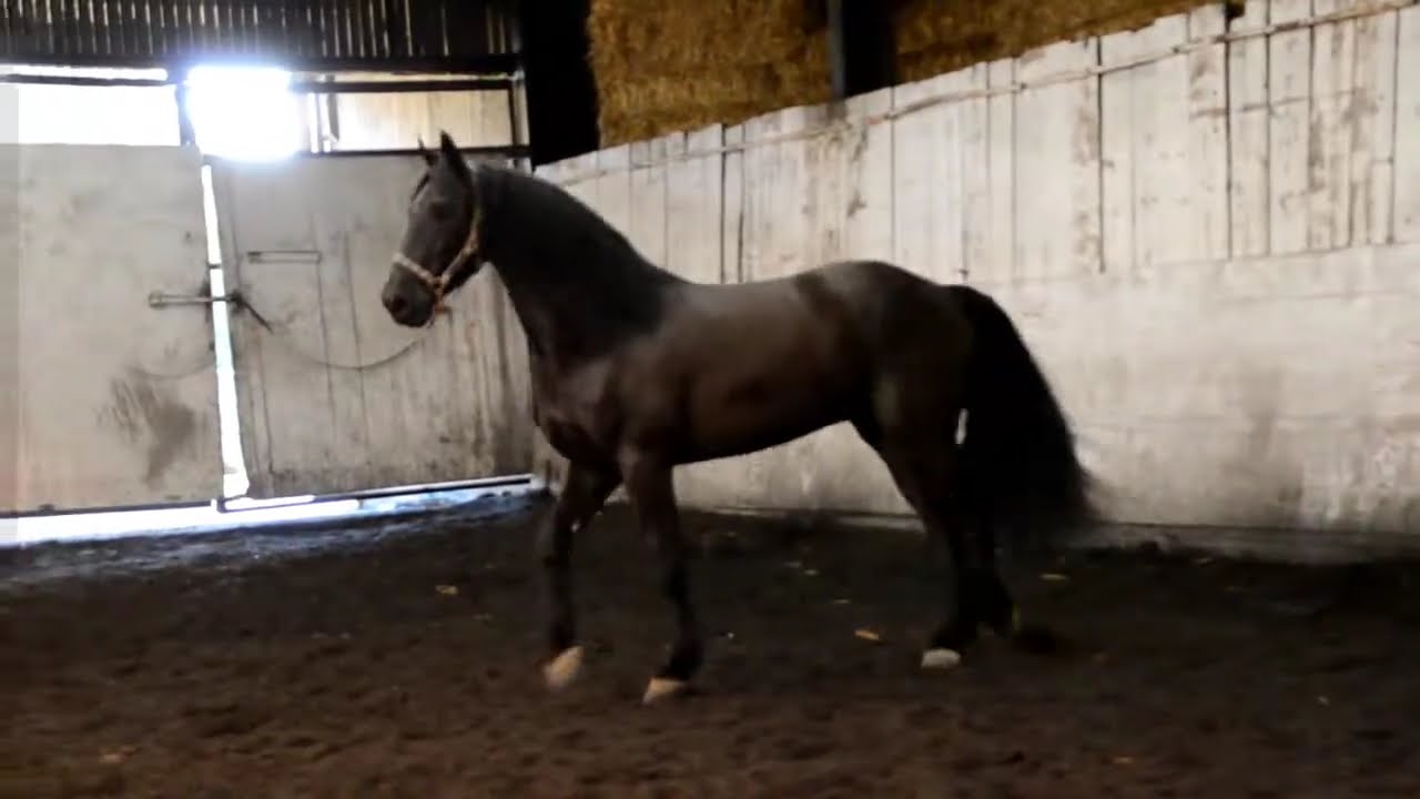 Friesian Horse Koning Loose Jumping at Markington