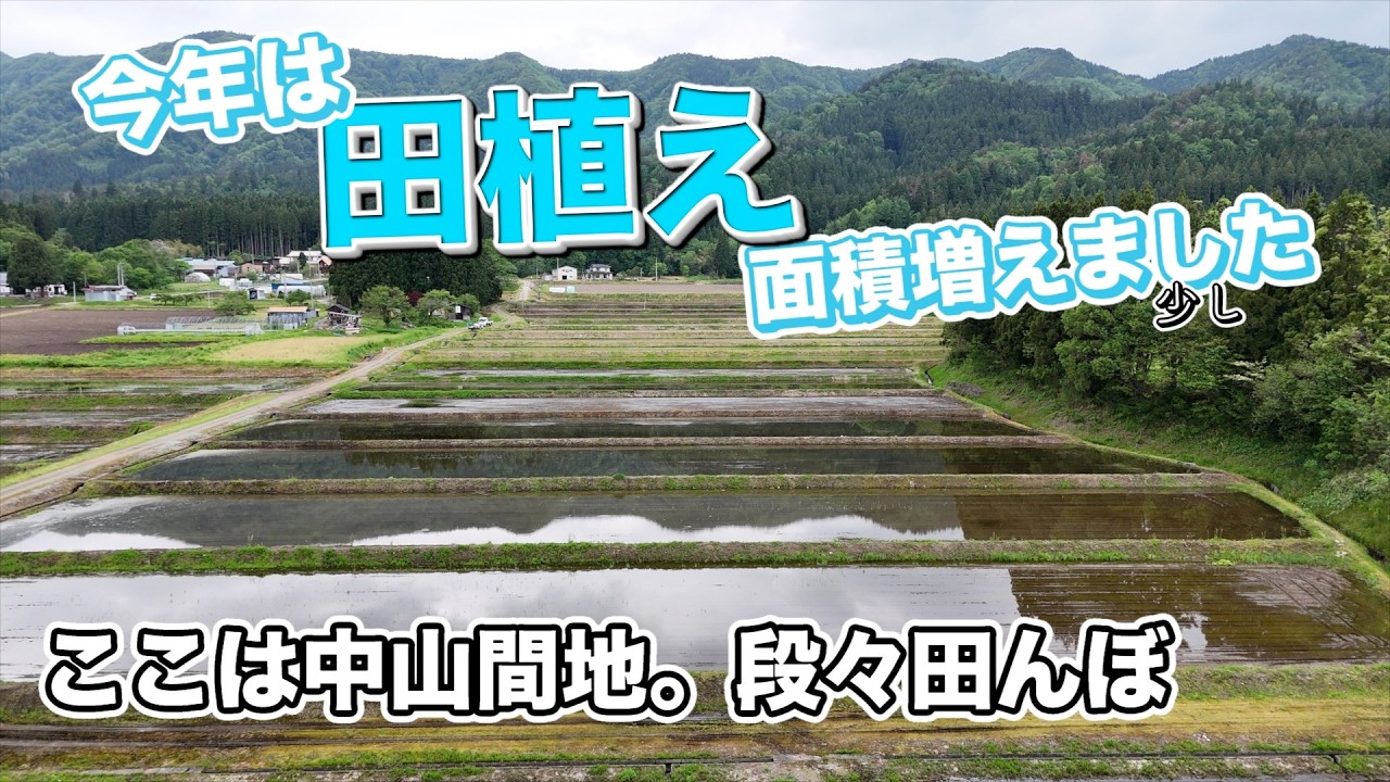 田植え無事終了。収穫はまだまだ先です。