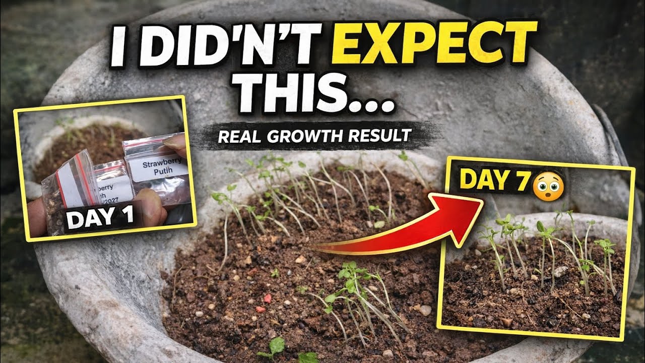 Why Your Seedlings Grow Tall and Weak (Fix This Now)