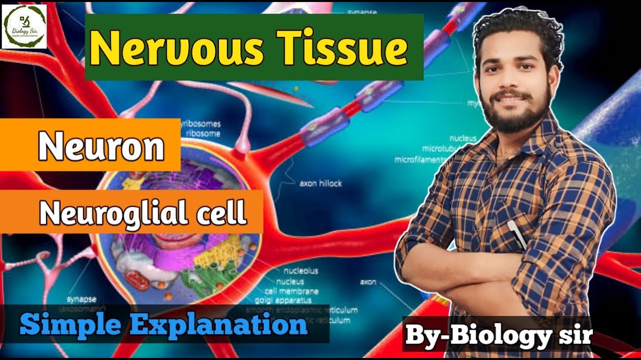 Nervous Tissue/neuron/neuroglial cell/structure/function/neuron's part