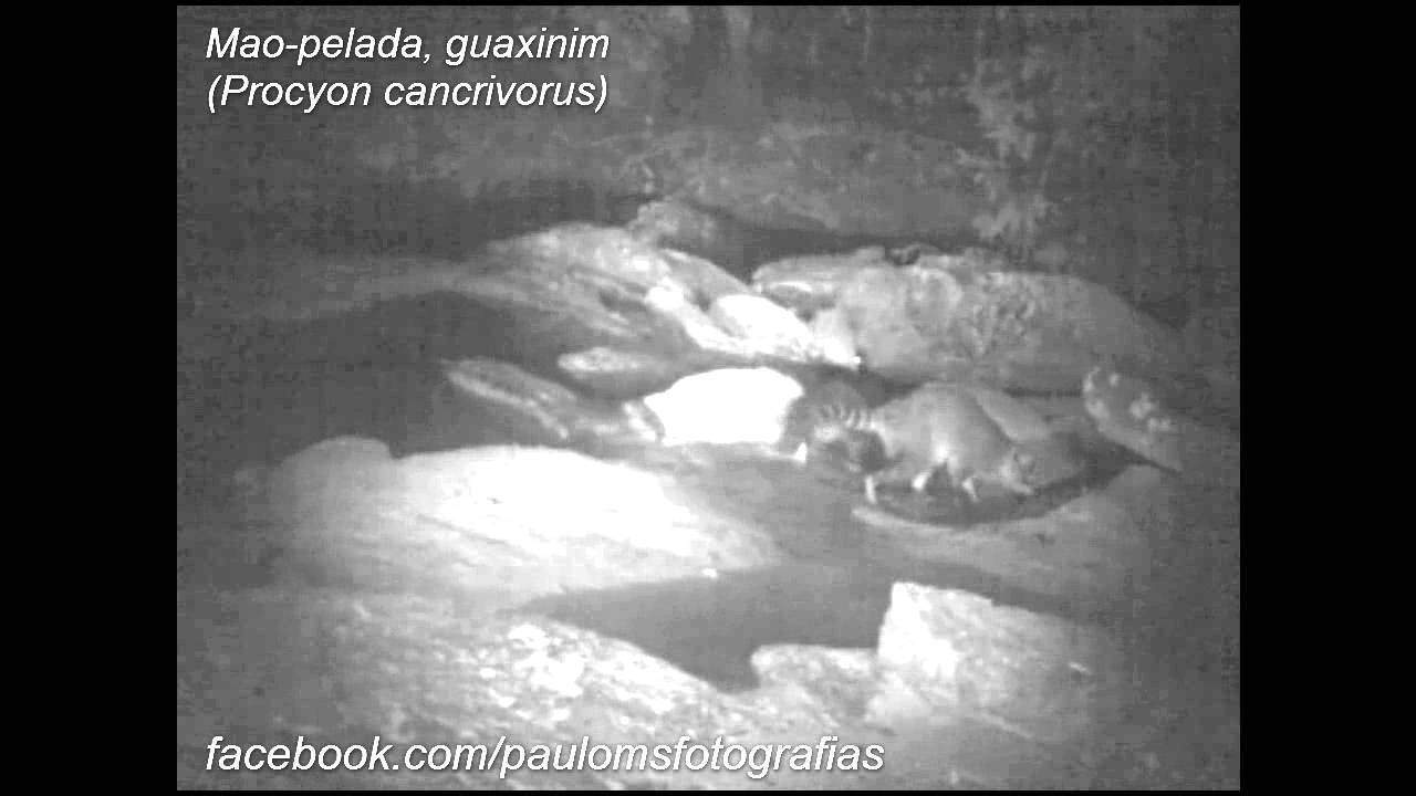M&atilde;o-pelada, guaxinim (Procyon cancrivorus)