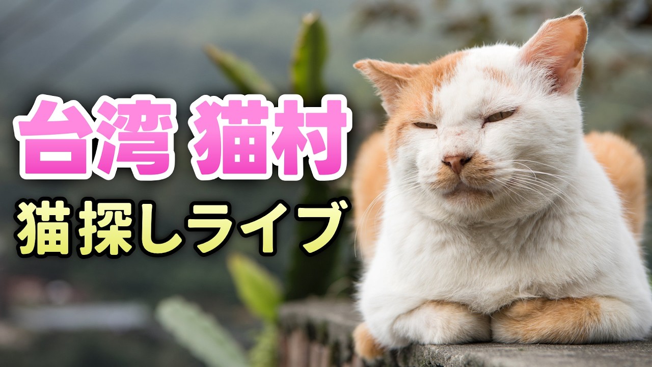 【世界6大猫スポットでガチライブ】台湾の猫村・猴硐（ホントン）で猫探し！1時間で何匹の猫ちゃんに出会えるか！？