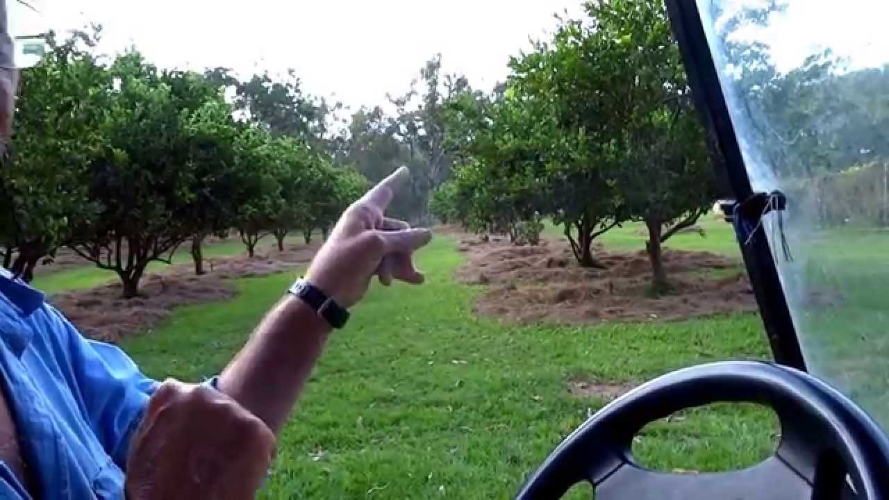 WWOOFing: Papa Juan Organic Farm - Mareeba, Queensland, Australia