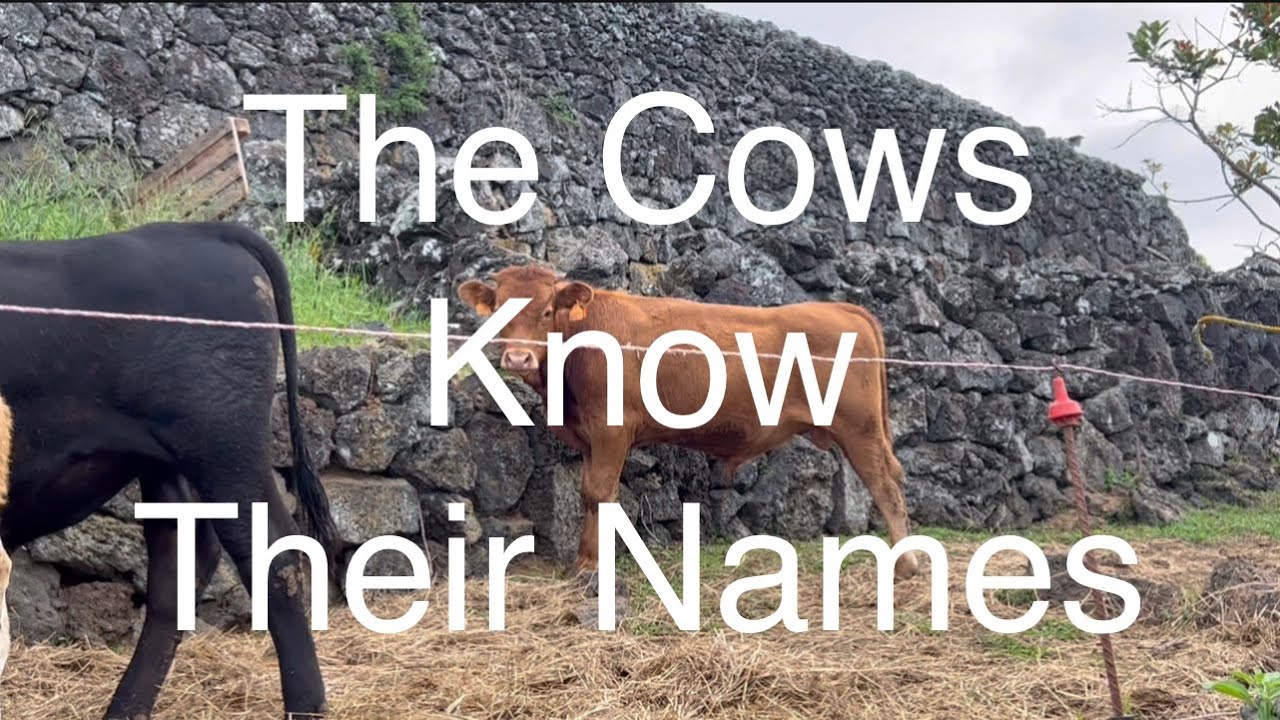 The Cows Are Getting Huge On Our Family Farm Terceira Island Azores