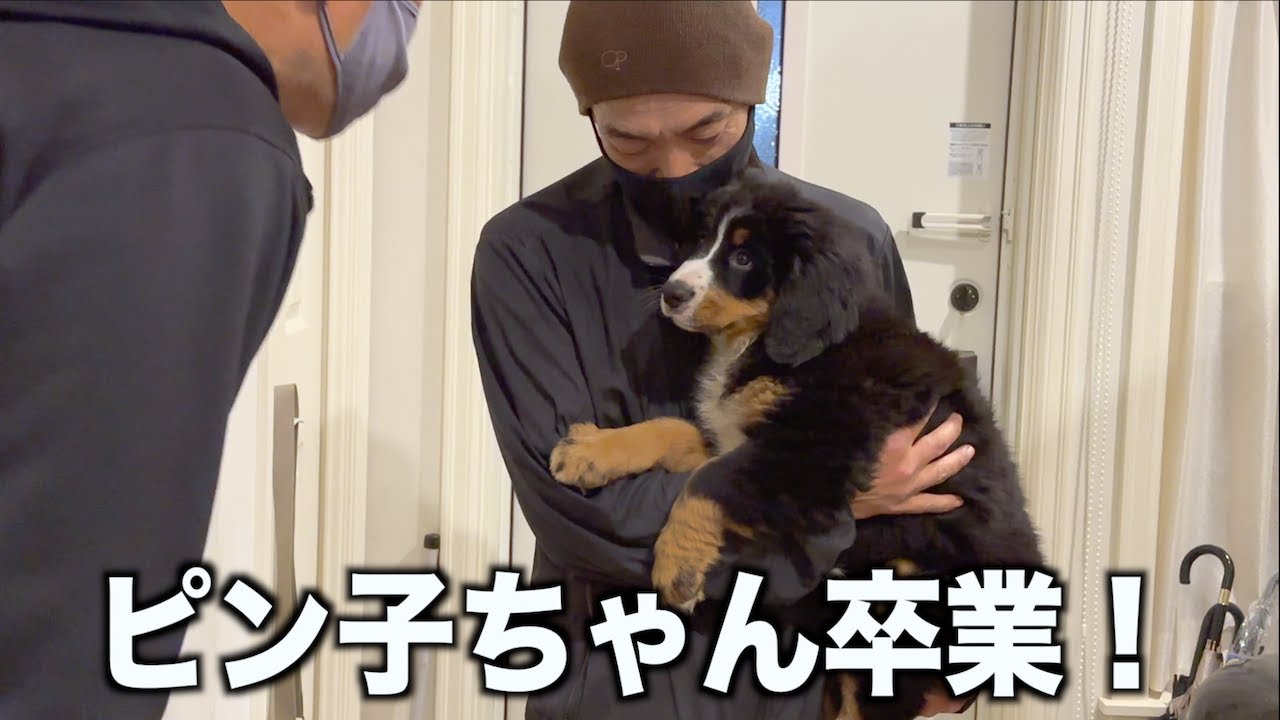 ピン子ちゃん譲渡へ