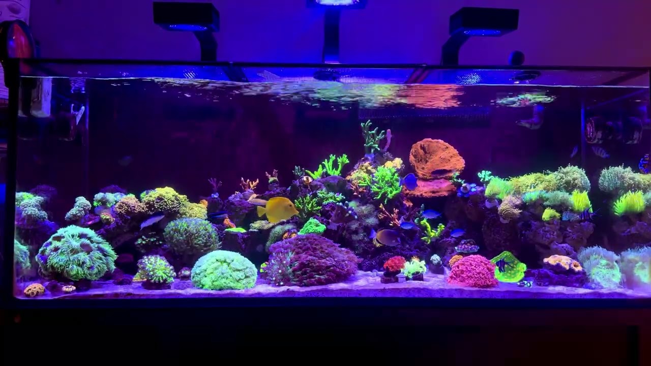 D-D Reef Pro 1500