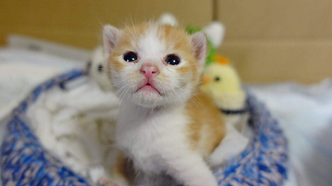 赤ちゃん猫が飼い主に気づいた時の反応…笑