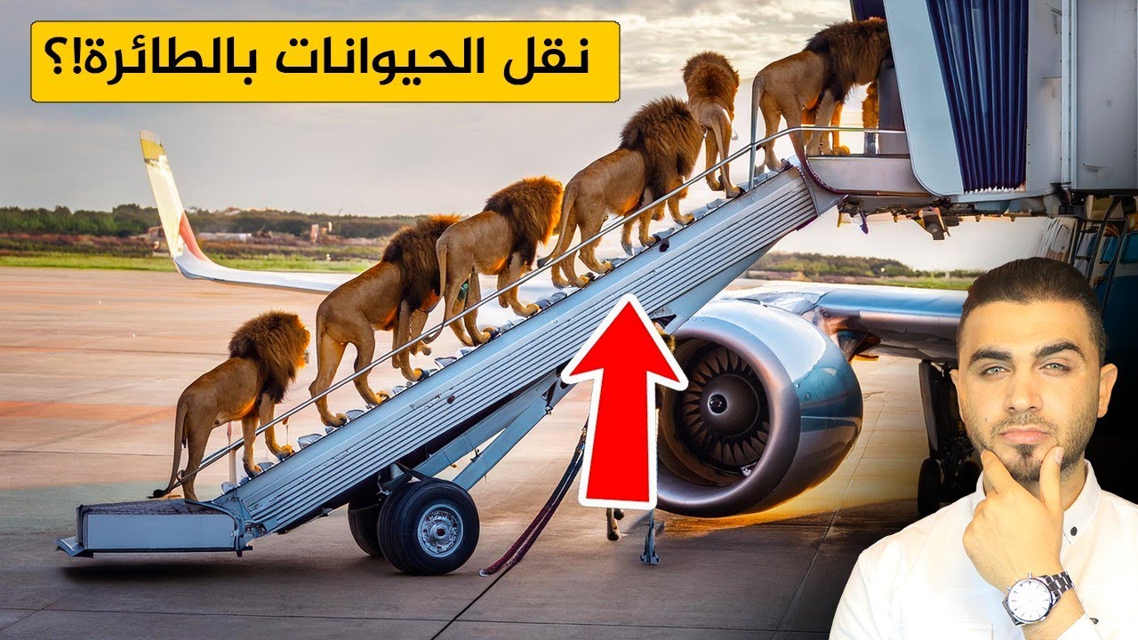 شاهد كيف يتم نقل الحيوانات المفترسة بالطائرة😱 نقل الأسود والنمور والدببة وحتى التماسيح😱