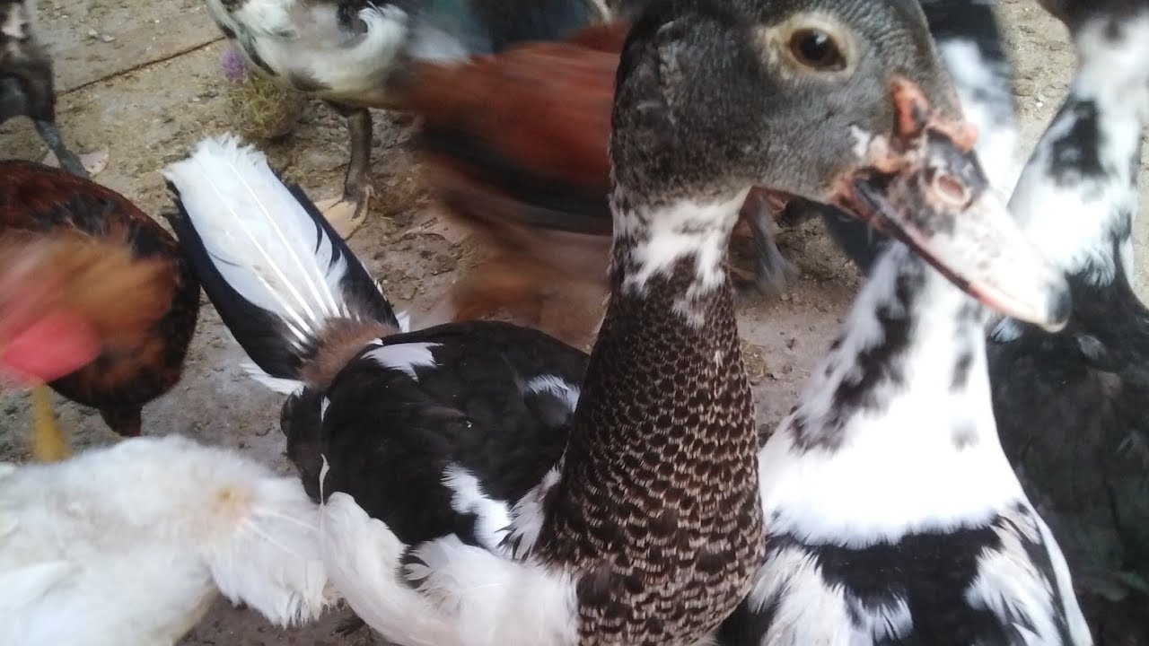 دكر البط بيكسر علي كام شهر؟ 🦆وامتي البط بيبيض وعلامات علي ان البطة قربت تبيض🐣🥚🥚