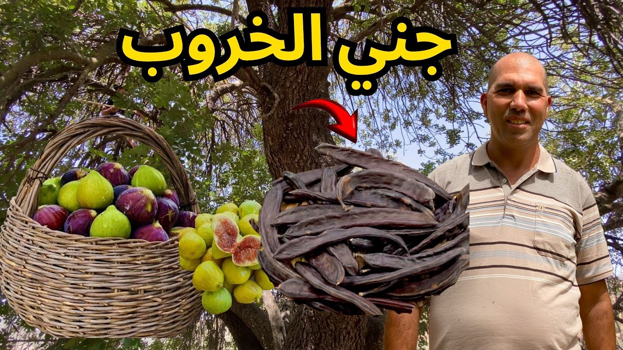 حصاد الخروب في البادية بين الجبال وأشغال سد الرتبة